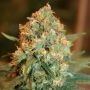 Silver Shadow Haze Feminized Marijuana Strain by Sagarmatha Seeds For Sale Online at Cannabis Seeds Outlet