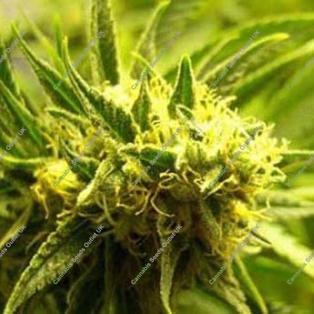 Skunk Wreck Feminized Marijuana Strain by Sagarmatha Seeds For Sale Online at Cannabis Seeds Outlet