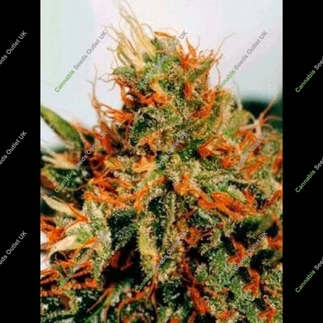 Slyder Auto Regular Marijuana Strain by Sagarmatha Seeds For Sale Online at Cannabis Seeds Outlet