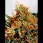 Slyder Auto Regular Marijuana Strain by Sagarmatha Seeds For Sale Online at Cannabis Seeds Outlet