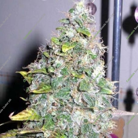 Smurfberry Auto Feminized Marijuana Strain by Sagarmatha Seeds For Sale Online at Cannabis Seeds Outlet