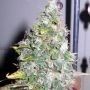 Smurfberry Auto Feminized Marijuana Strain by Sagarmatha Seeds For Sale Online at Cannabis Seeds Outlet