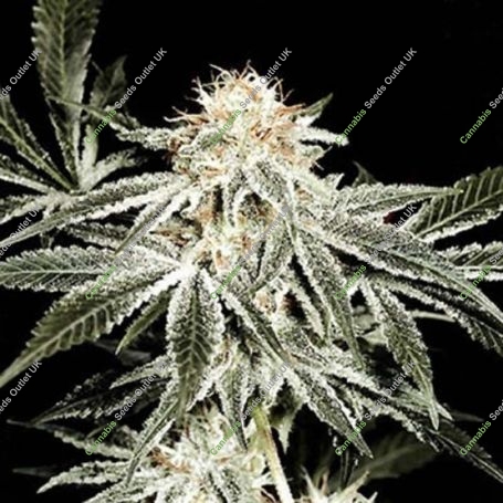 Solo Ryder Auto Feminized Marijuana Strain by Sagarmatha Seeds For Sale Online at Cannabis Seeds Outlet