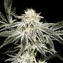 Solo Ryder Auto Feminized Marijuana Strain by Sagarmatha Seeds For Sale Online at Cannabis Seeds Outlet