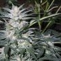 Star Ryder Auto Feminized Marijuana Strain by Sagarmatha Seeds For Sale Online at Cannabis Seeds Outlet
