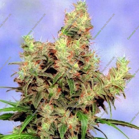 Stonehedge Regular Marijuana Strain by Sagarmatha Seeds For Sale Online at Cannabis Seeds Outlet