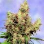 Stonehedge Regular Marijuana Strain by Sagarmatha Seeds For Sale Online at Cannabis Seeds Outlet