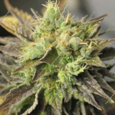 Strawberry D-Lite Regular Marijuana Strain by Sagarmatha Seeds For Sale Online at Cannabis Seeds Outlet