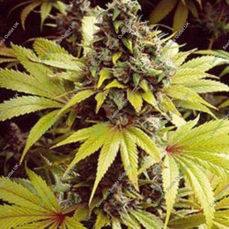 Strawberry Fields Feminized Marijuana Strain by Sagarmatha Seeds For Sale Online at Cannabis Seeds Outlet