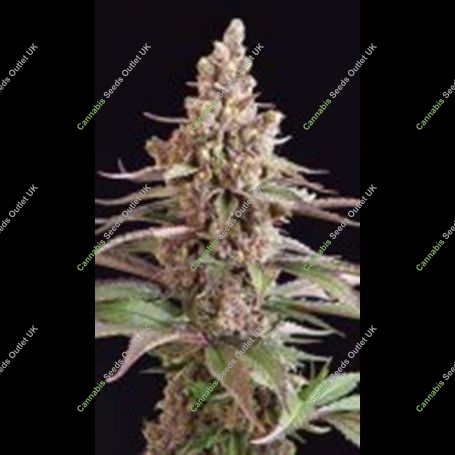 Stuporsonic Regular Marijuana Strain by Sagarmatha Seeds For Sale Online at Cannabis Seeds Outlet