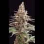 Stuporsonic Regular Marijuana Strain by Sagarmatha Seeds For Sale Online at Cannabis Seeds Outlet