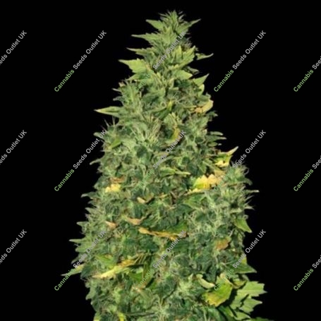Super Skunk Auto Feminized Marijuana Strain by Sagarmatha Seeds For Sale Online at Cannabis Seeds Outlet
