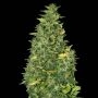 Super Skunk Auto Feminized Marijuana Strain by Sagarmatha Seeds For Sale Online at Cannabis Seeds Outlet