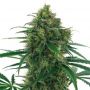 Thunderbolt Reg Sagarmatha Cannabis Seeds