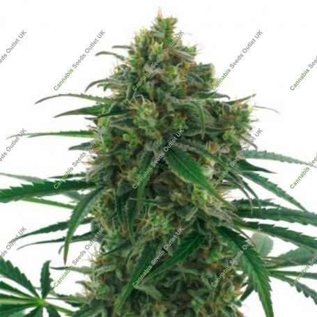 Thunderbolt Regular Marijuana Strain by Sagarmatha Seeds For Sale Online at Cannabis Seeds Outlet