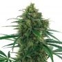 Thunderbolt Regular Marijuana Strain by Sagarmatha Seeds For Sale Online at Cannabis Seeds Outlet