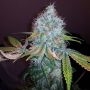 Union Jack Feminized Marijuana Strain by Sagarmatha Seeds For Sale Online at Cannabis Seeds Outlet