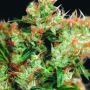 Western Winds Regular Marijuana Strain by Sagarmatha Seeds For Sale Online at Cannabis Seeds Outlet