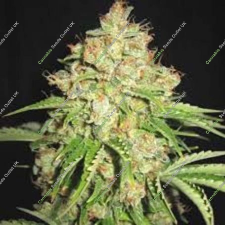 White Russian Feminized Marijuana Strain by Sagarmatha Seeds For Sale Online at Cannabis Seeds Outlet
