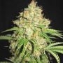 White Russian Feminized Marijuana Strain by Sagarmatha Seeds For Sale Online at Cannabis Seeds Outlet