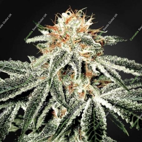 White Widow No.2 Feminized Marijuana Strain by Sagarmatha Seeds For Sale Online at Cannabis Seeds Outlet