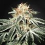White Widow No.2 Feminized Marijuana Strain by Sagarmatha Seeds For Sale Online at Cannabis Seeds Outlet