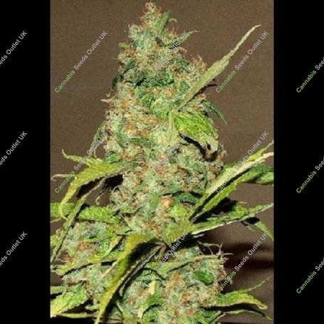 Wonderberry Regular Marijuana Strain by Sagarmatha Seeds For Sale Online at Cannabis Seeds Outlet