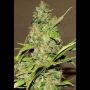 Wonderberry Regular Marijuana Strain by Sagarmatha Seeds For Sale Online at Cannabis Seeds Outlet