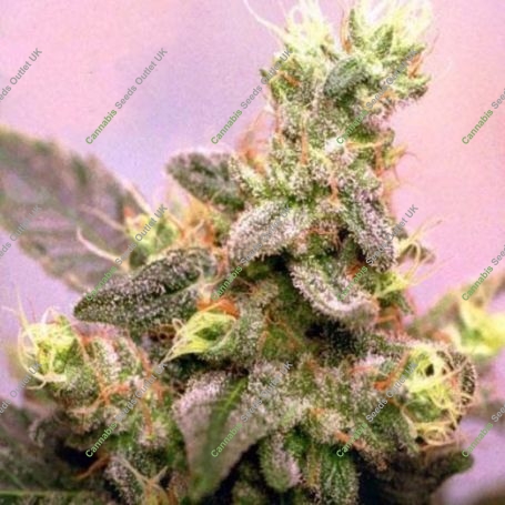 Yumbolt Regular Marijuana Strain by Sagarmatha Seeds For Sale Online at Cannabis Seeds Outlet