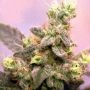 Yumbolt Regular Marijuana Strain by Sagarmatha Seeds For Sale Online at Cannabis Seeds Outlet