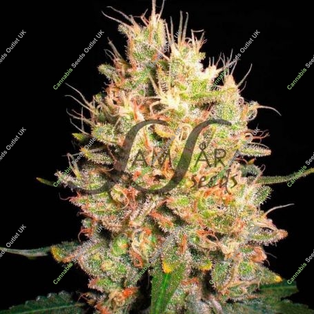Crazy Miss Hyde Feminized Marijuana Strain by Samsara For Sale Online at Cannabis Seeds Outlet