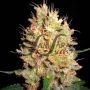 Crazy Miss Hyde Feminized Marijuana Strain by Samsara For Sale Online at Cannabis Seeds Outlet