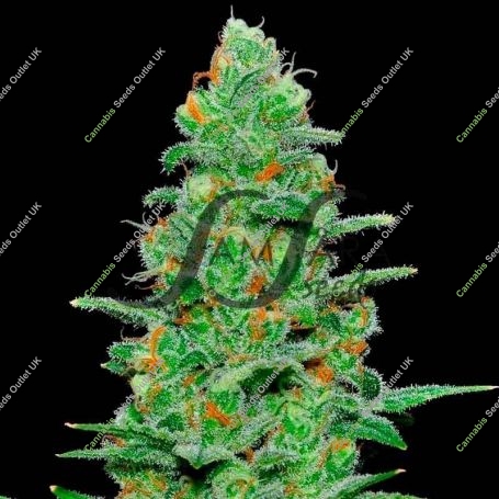 Crazy Miss Hyde Auto Feminized Marijuana Strain by Samsara For Sale Online at Cannabis Seeds Outlet