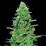 Crazy Miss Hyde Auto Feminized Marijuana Strain by Samsara For Sale Online at Cannabis Seeds Outlet