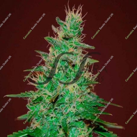 El Alquimista Auto Feminized Marijuana Strain by Samsara For Sale Online at Cannabis Seeds Outlet
