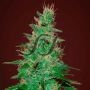 El Alquimista Auto Feminized Marijuana Strain by Samsara For Sale Online at Cannabis Seeds Outlet