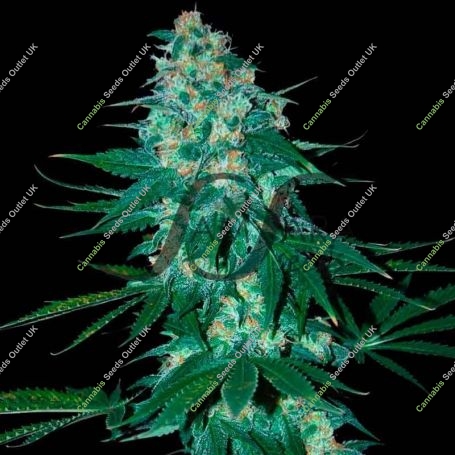 El Alquimista Feminized Marijuana Strain by Samsara For Sale Online at Cannabis Seeds Outlet