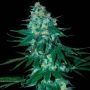 El Alquimista Feminized Marijuana Strain by Samsara For Sale Online at Cannabis Seeds Outlet