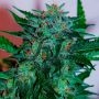 Flash Babylon Auto Feminized Marijuana Strain by Samsara For Sale Online at Cannabis Seeds Outlet