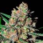 Green Love Potion Feminized Marijuana Strain by Samsara For Sale Online at Cannabis Seeds Outlet