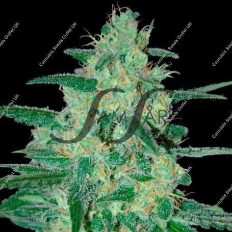 Holy Grail 69 Feminized Marijuana Strain by Samsara For Sale Online at Cannabis Seeds Outlet