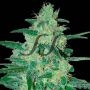 Holy Grail 69 Feminized Marijuana Strain by Samsara For Sale Online at Cannabis Seeds Outlet
