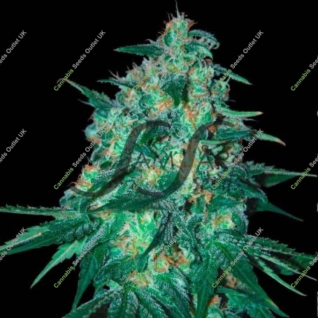 Jekyll Passion Feminized Marijuana Strain by Samsara For Sale Online at Cannabis Seeds Outlet