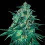 Jekyll Passion Feminized Marijuana Strain by Samsara For Sale Online at Cannabis Seeds Outlet