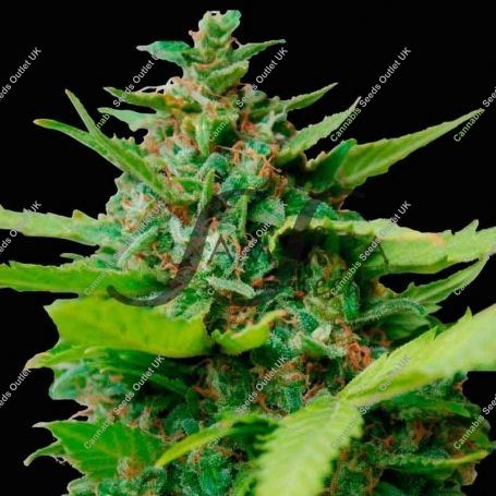 Kiss Dragon Feminized Marijuana Strain by Samsara For Sale Online at Cannabis Seeds Outlet