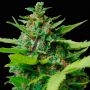 Kiss Dragon Feminized Marijuana Strain by Samsara For Sale Online at Cannabis Seeds Outlet