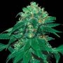 Punky Lion Feminized Marijuana Strain by Samsara For Sale Online at Cannabis Seeds Outlet