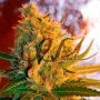 Shot Adrenaline Auto Feminized Marijuana Strain by Samsara For Sale Online at Cannabis Seeds Outlet