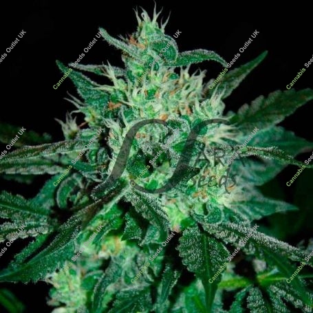 Spicy Marijuana Strain by Samsara For Sale Online at Cannabis Seeds Outlet