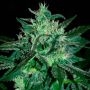 Spicy Marijuana Strain by Samsara For Sale Online at Cannabis Seeds Outlet